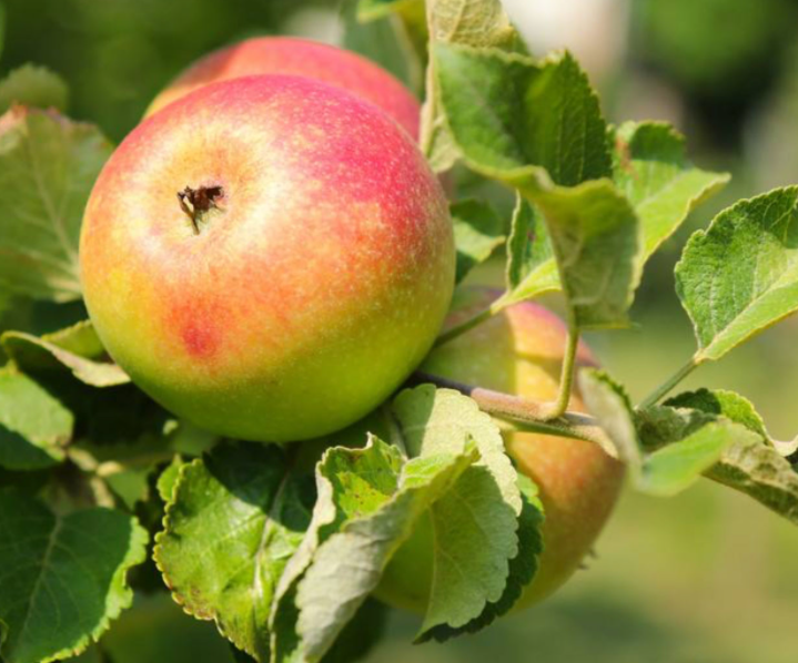 五月适合种什么果树