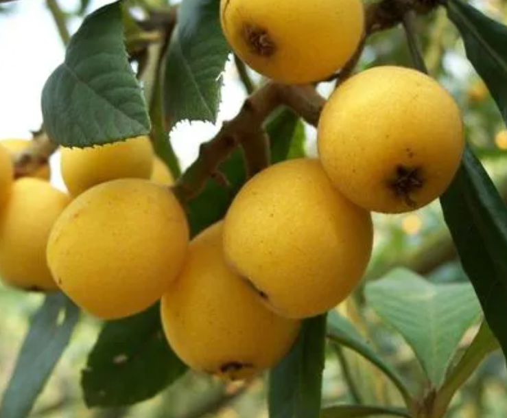 枇杷树适合什么地方种