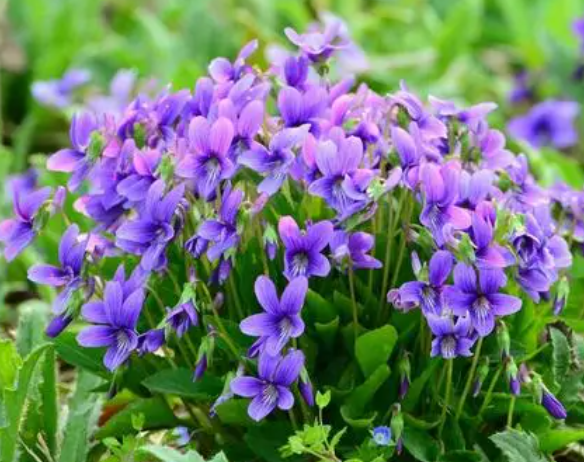 黄缘池适合种什么植物