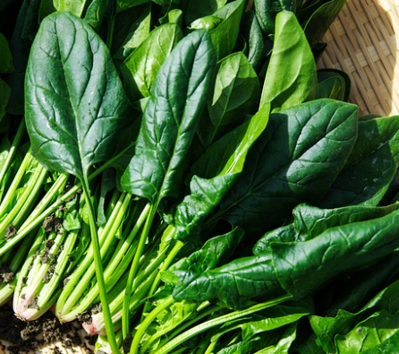 今年适合种什么农作物