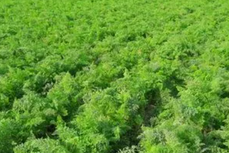 胡萝卜适合什么时候种