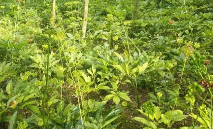 河南省适合种什么药材