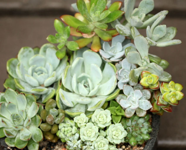 白菜花盆适合种什么花