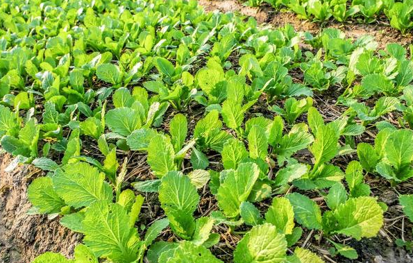 下半年适合种什么菜