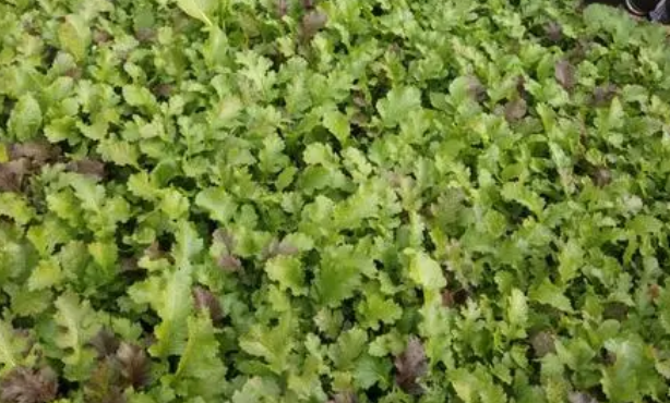 幼儿园适合种什么蔬菜