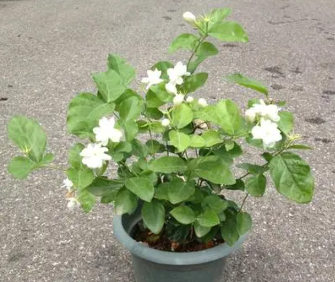 茉莉花用多大的盆种
