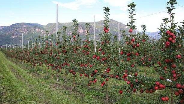 苹果园适合种什么草