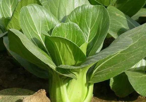 四月适合种什么青菜