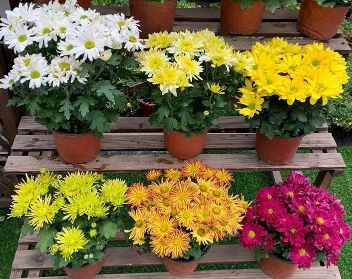 秋冬季适合种什么植物