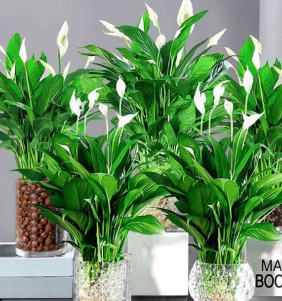 房间里面适合种什么花