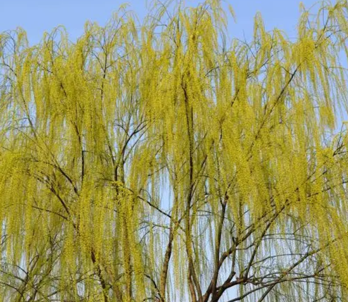 北方家里适合种什么树