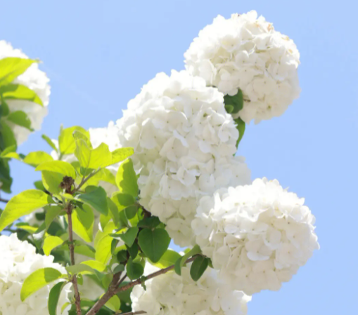 绣球花适合什么季节种