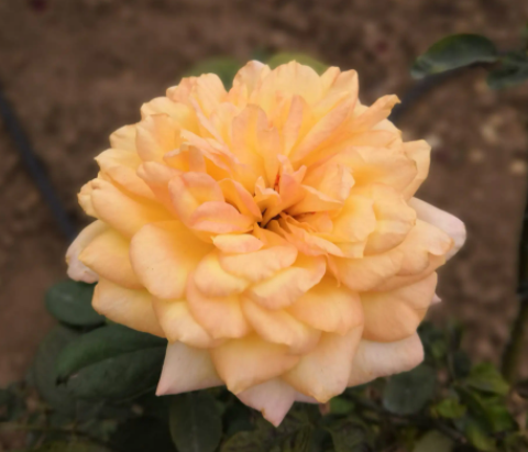 九月适合种什么植物