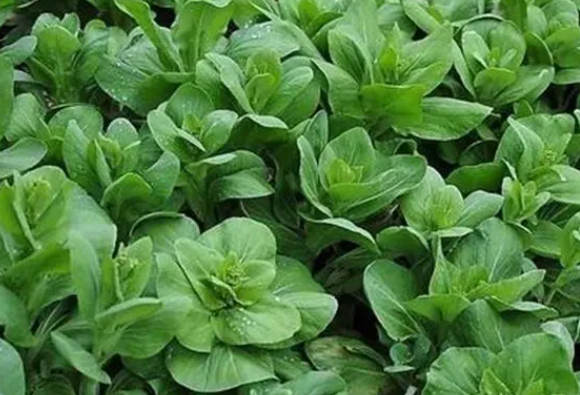 春天4月适合种什么蔬菜