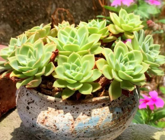 多肉适合什么时候种