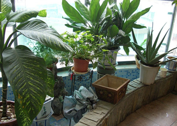 阳台最适合种什么植物