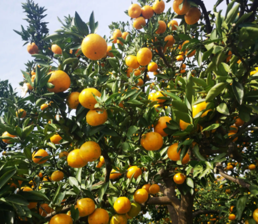 十月适合种什么水果