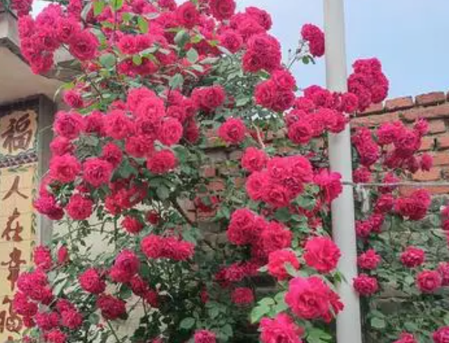 大门口适合种什么花