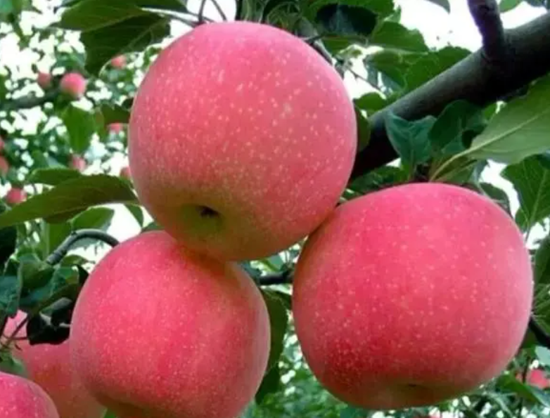 河南省适合种什么果树