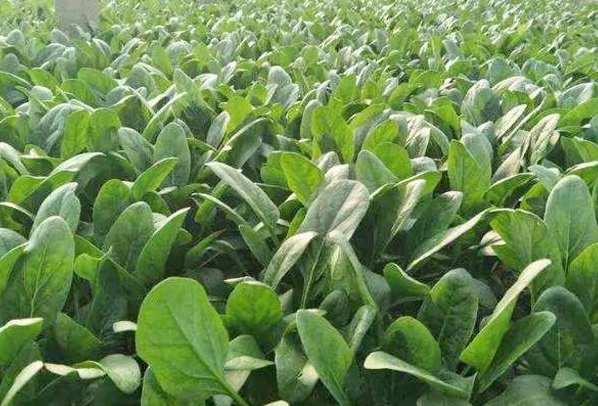 三四月适合种什么蔬菜