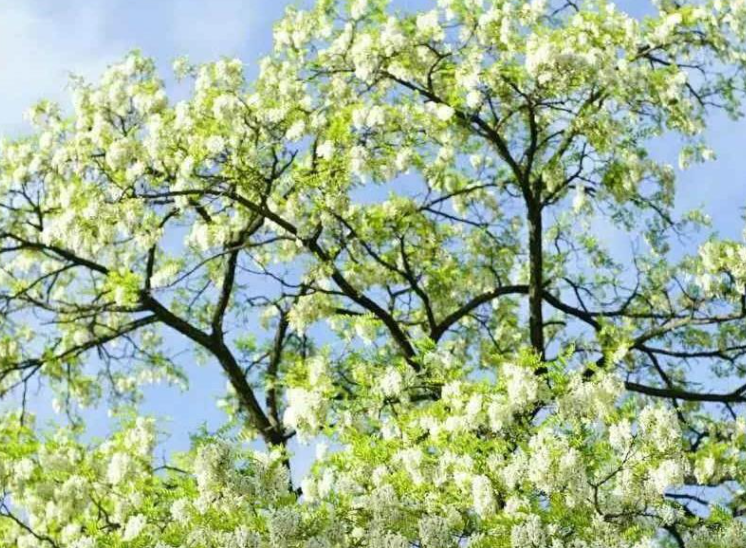 四月适合种什么树