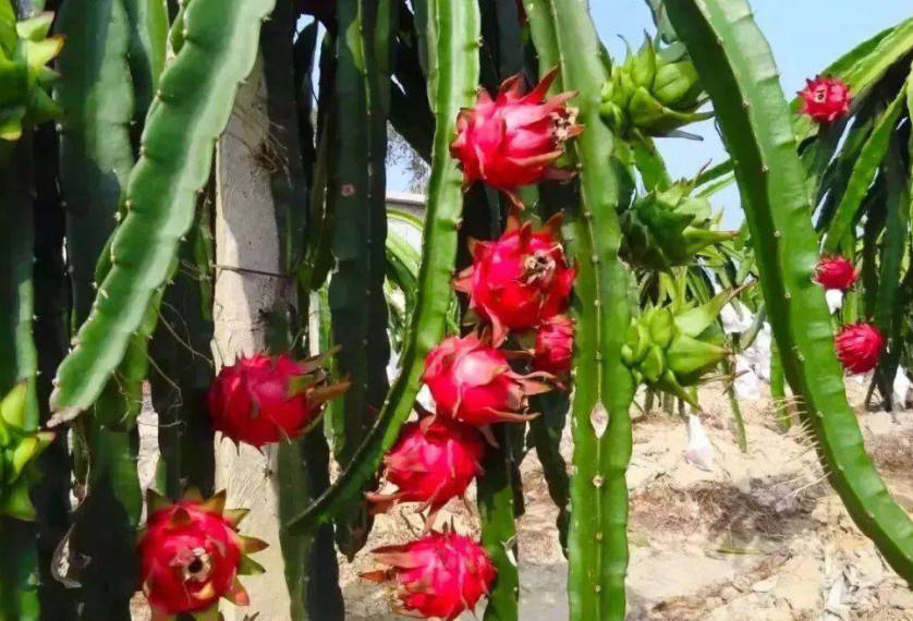 火龙果适合什么季节种