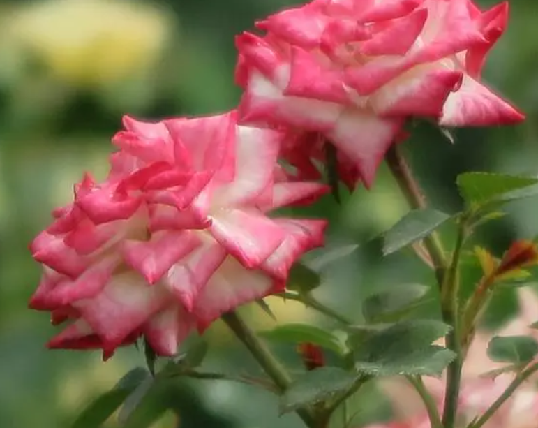 四五月份适合种什么花