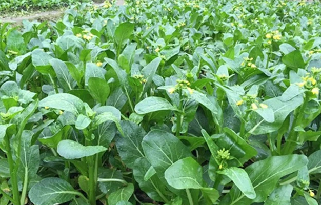 南方四月适合种什么菜