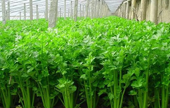 农历三月适合种什么菜