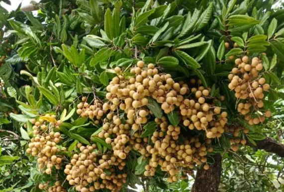 龙眼树适合什么地方种