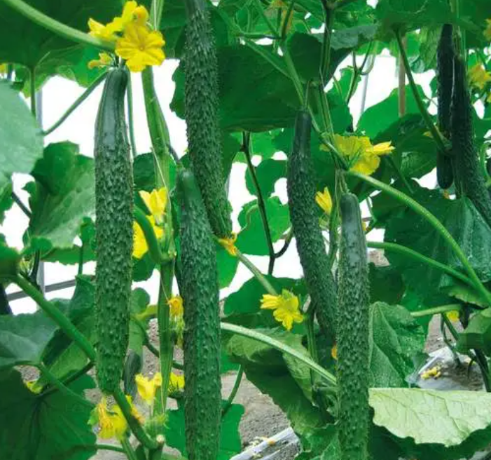 5一6月适合种什么菜