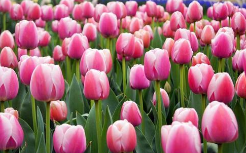 3月4月适合种什么花