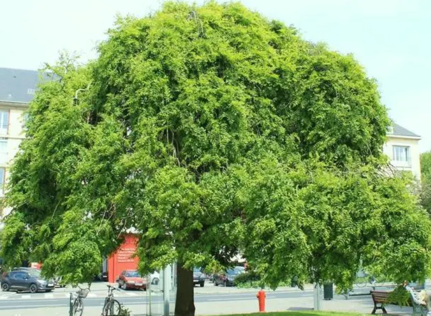 院子里不适合种什么树