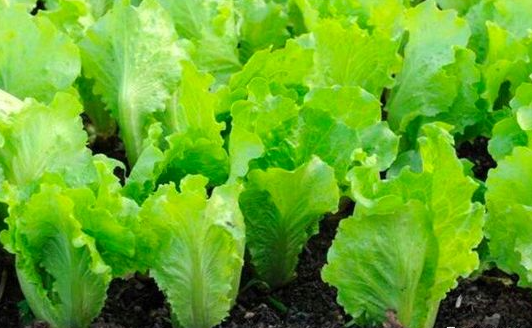 夏末秋初适合种什么菜