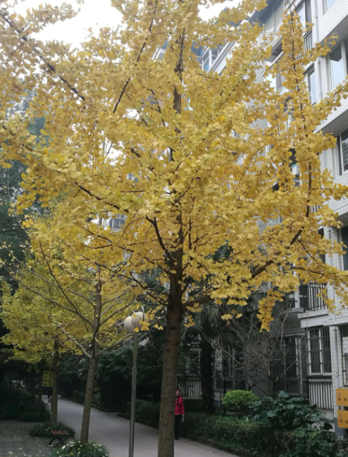 家门口适合种什么树好