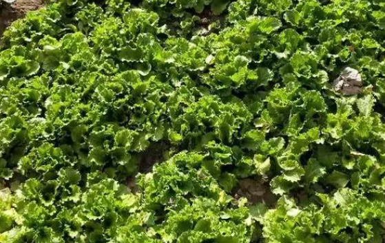 阳历四月适合种什么菜