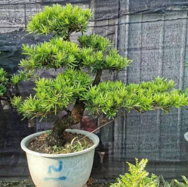 罗汉松适合种什么地方