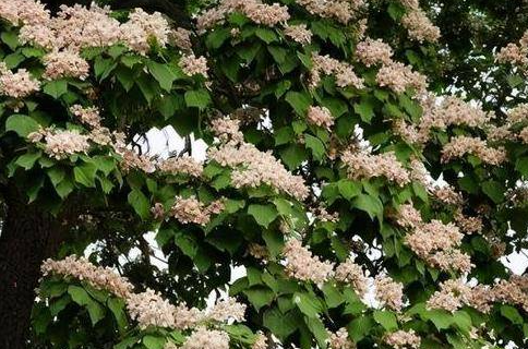 4月份适合种什么树