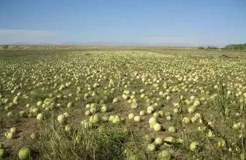 蒙古地区适合种什么