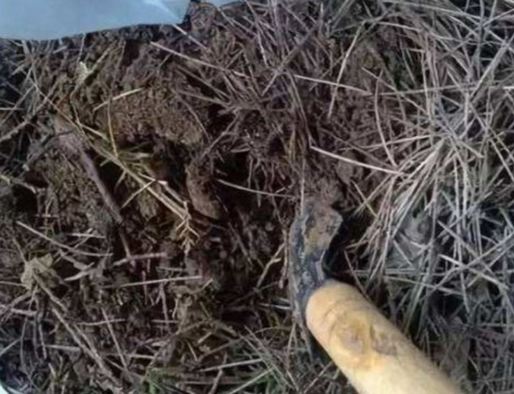 松针土不适合种什么花