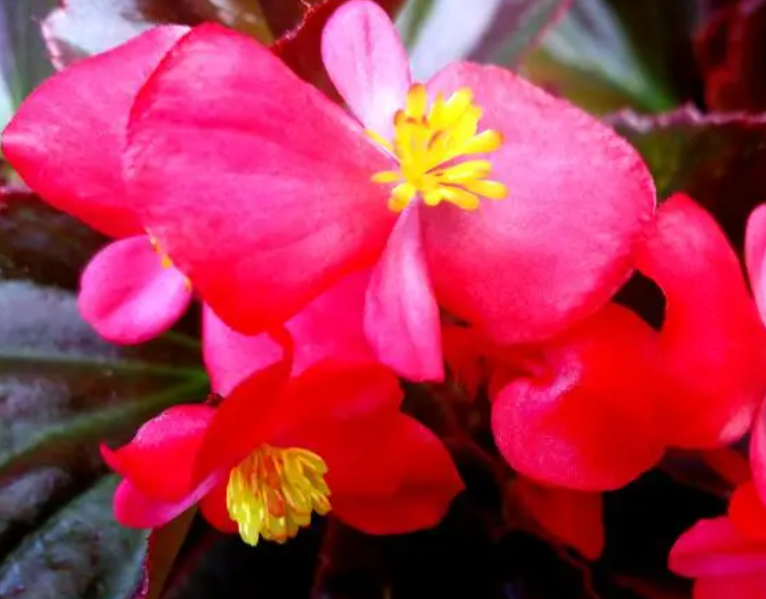 南方什么花适合九月种