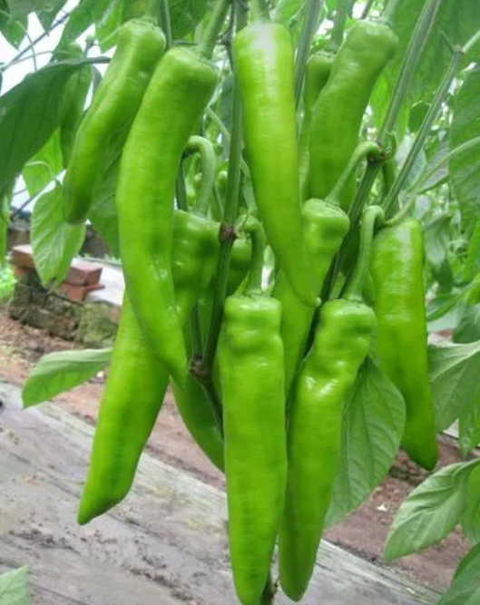 7月份适合种什么植物