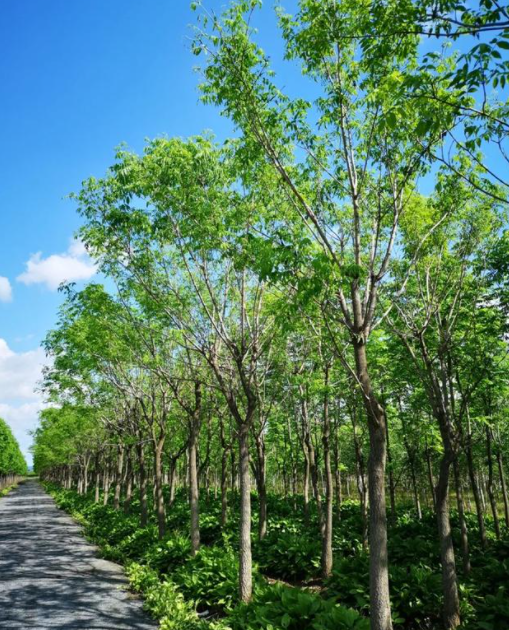 5月份适合种什么树