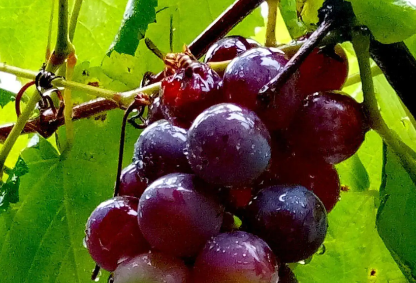 雨水多的地方适合种什么水果