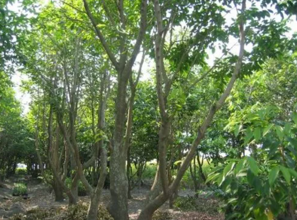 沉香树适合种在什么地方