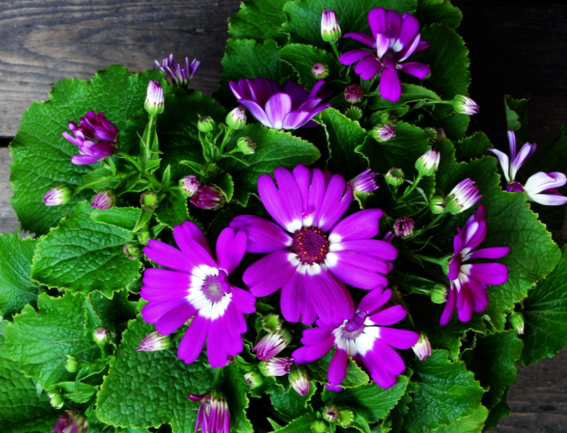 4月份适合种什么植物