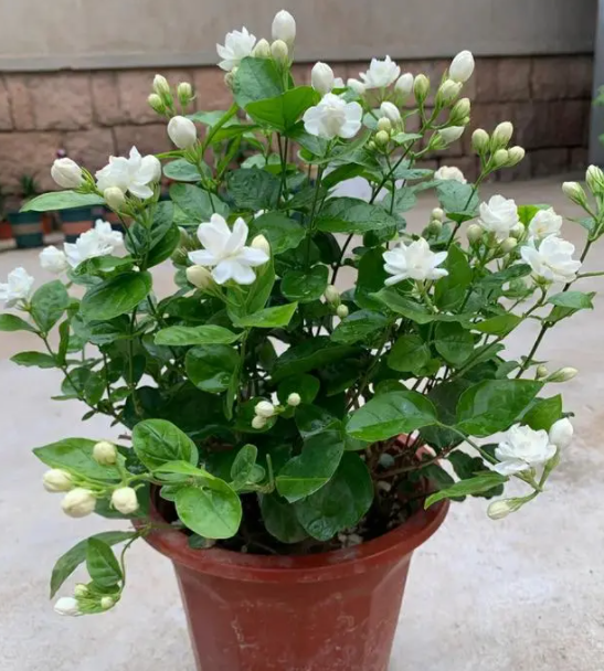 4月份适合种什么盆栽