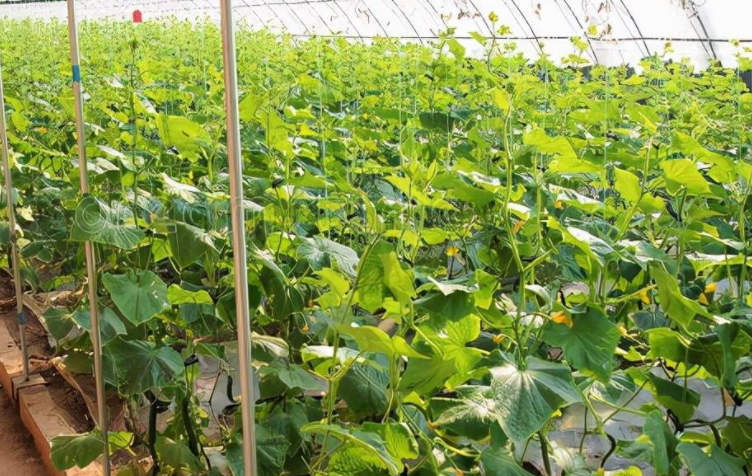 7月份大棚适合种什么