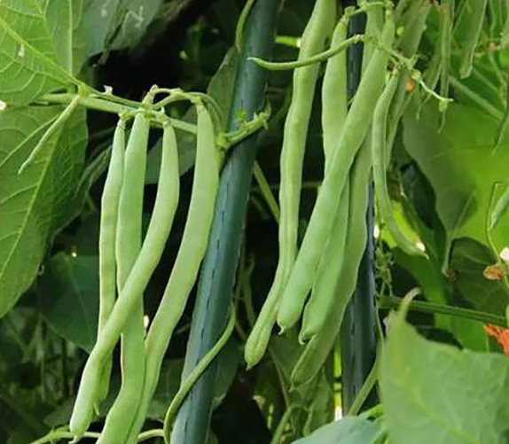 北方7月份适合种什么蔬菜