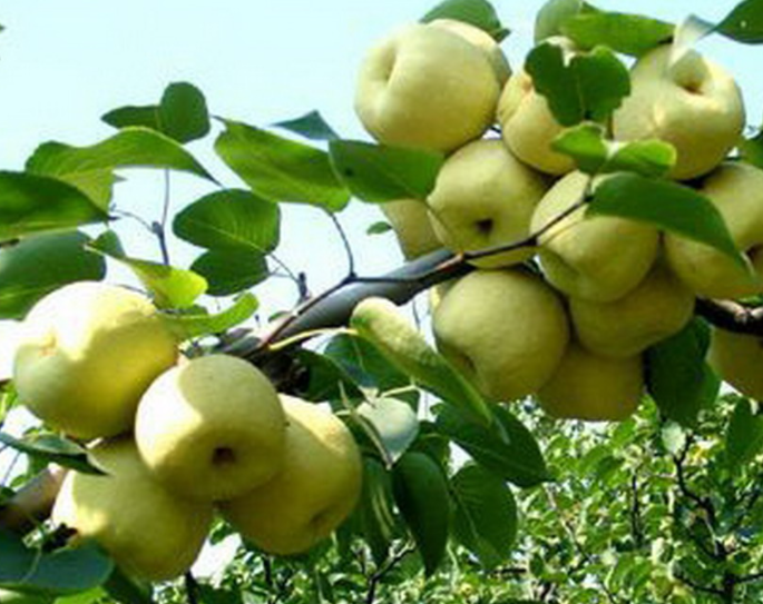 九月份适合种什么水果